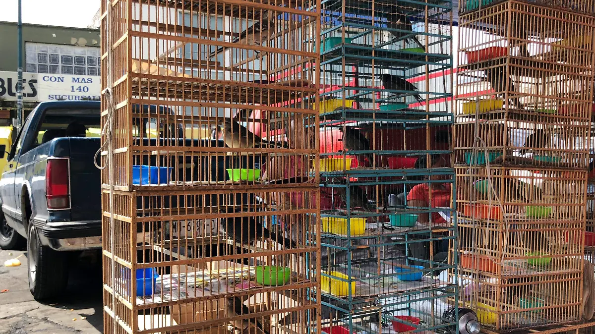 VENTA AVES