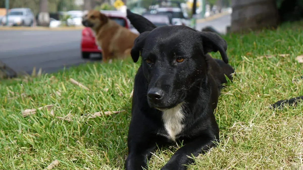 Perros descansando sobre el pasto