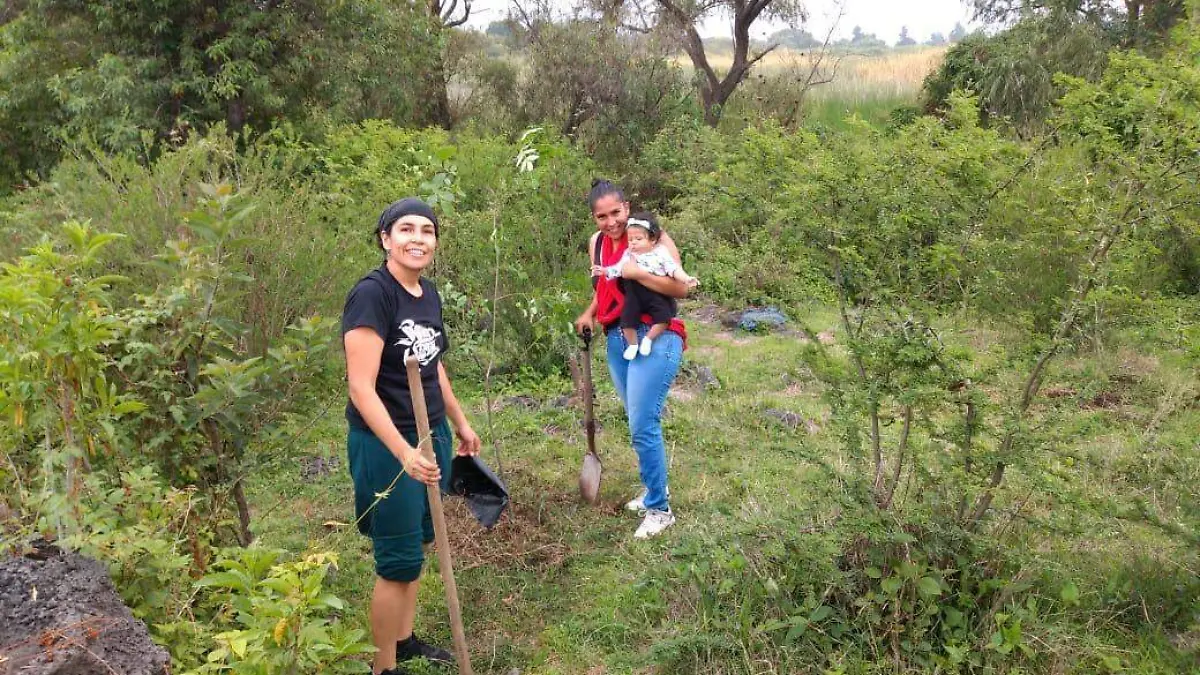 Bole Reforestación2