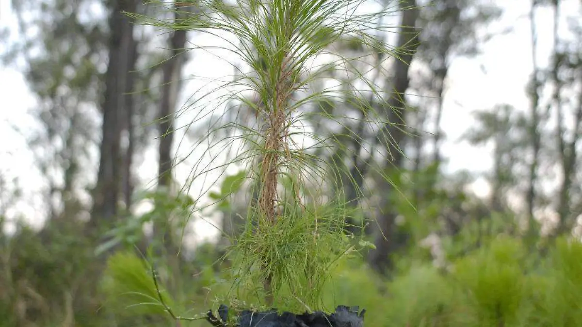 2906 REFORESTA 2 1