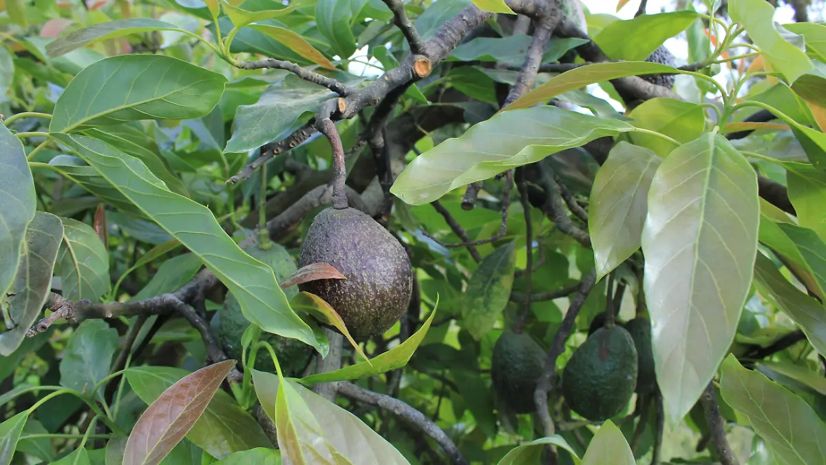 Aguacate