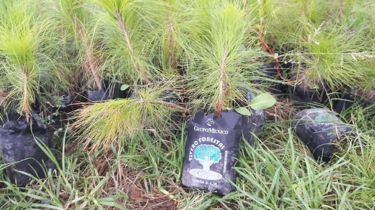 3006 REFORESTACION RURAL
