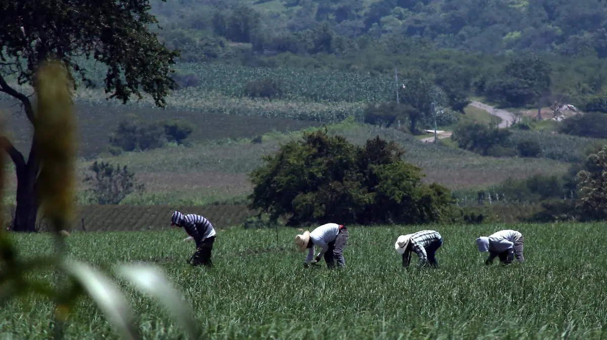 CAMPO- CUARTOSCURO
