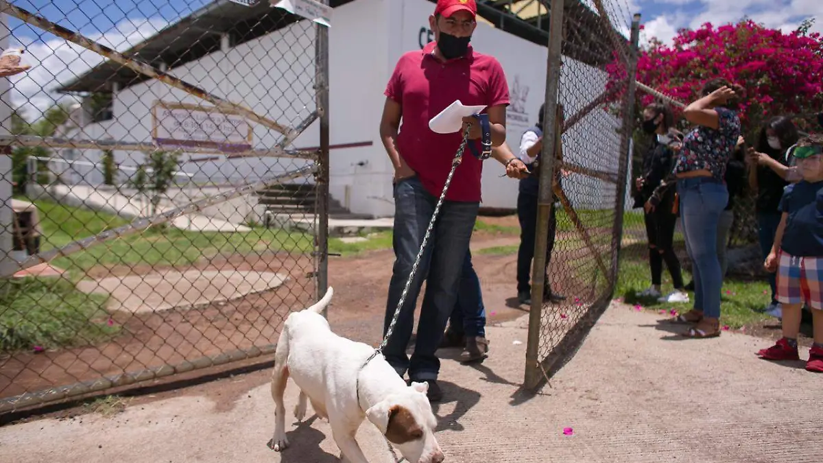 centro atencion canina