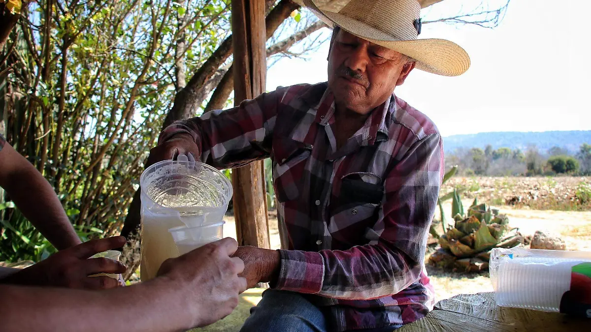 Pulque
