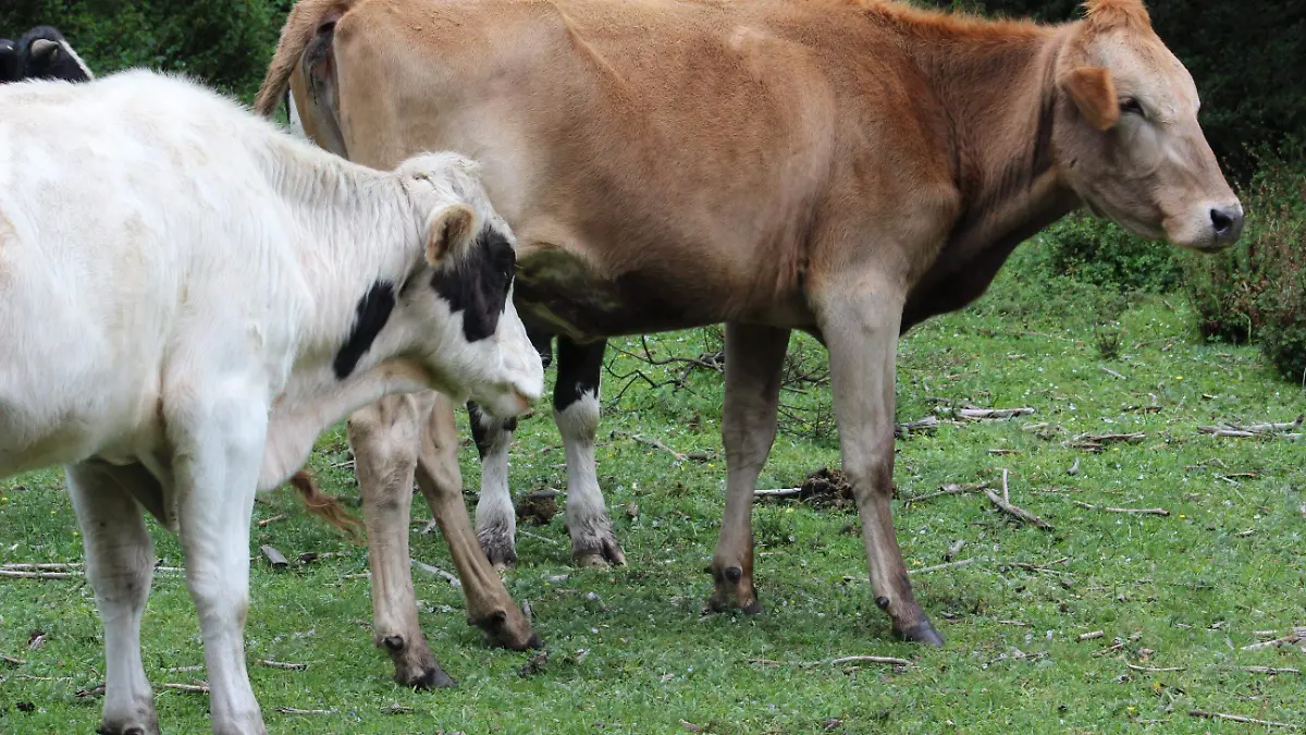 campo milpa ganado_MLM (5)