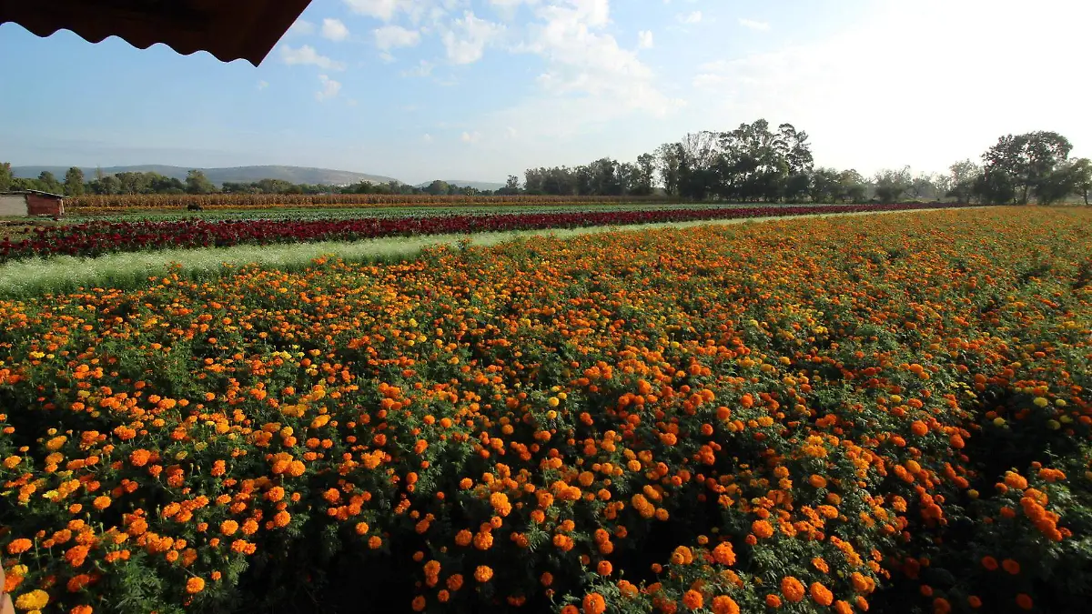 CULTIVO DE FLORES PARA DÍA DE MUERTOS