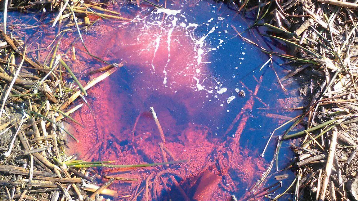 WhatsApp-Image-2017-01-12-at-2.35.12-PM