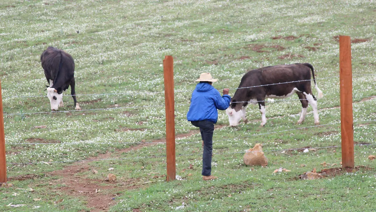 CAMPO F SERAFIN