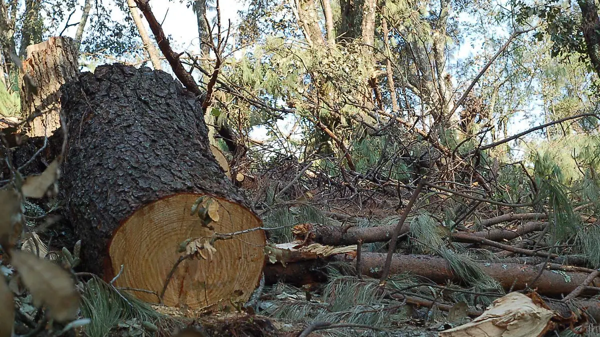 2601 DEFORESTACION (ARCHIVO9 (5)