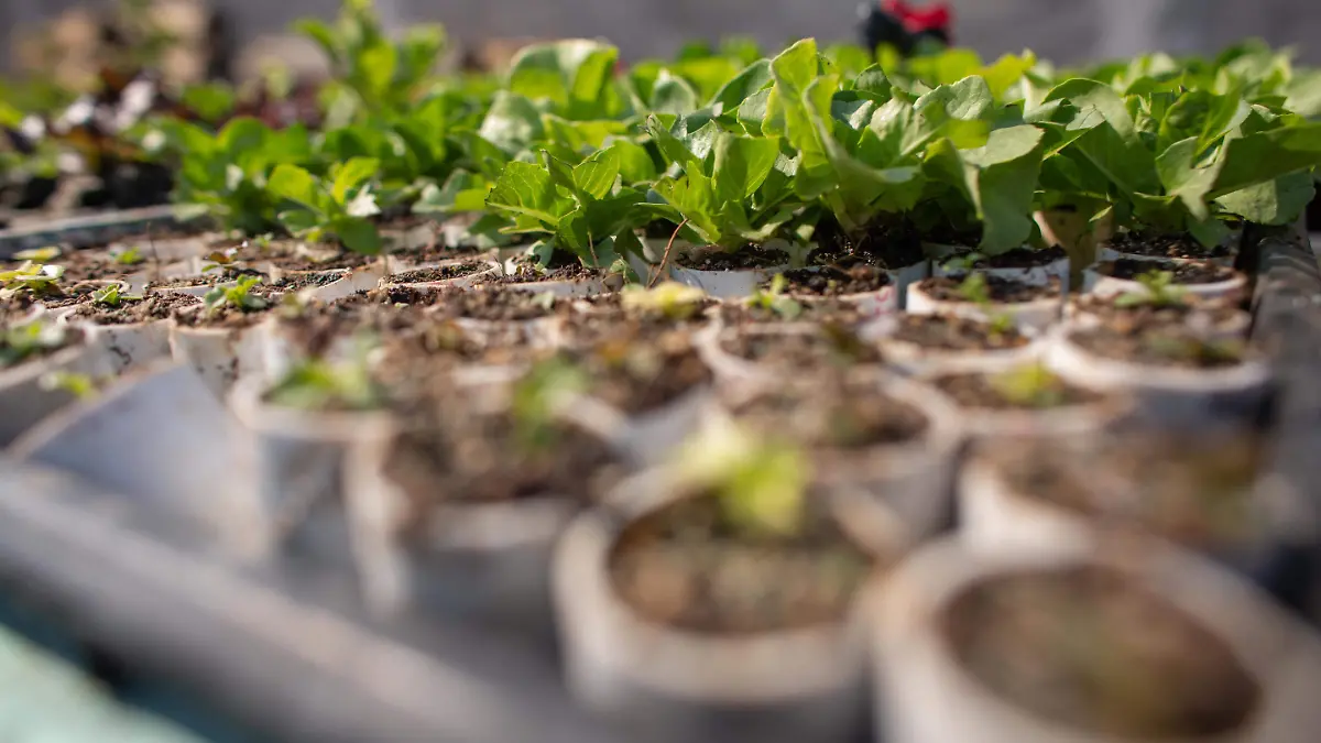 Huertos de traspatio
