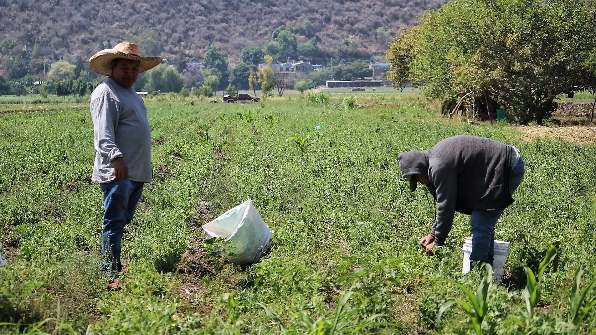 Empleados agrícolas