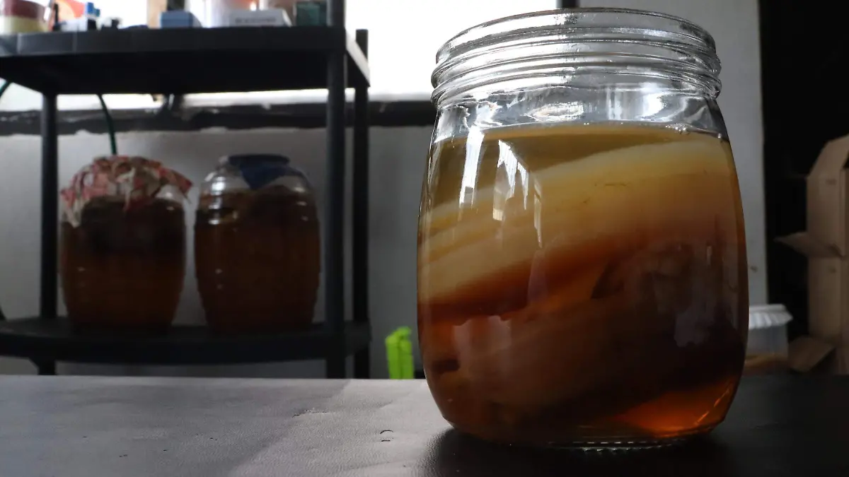 Medusa, kombucha