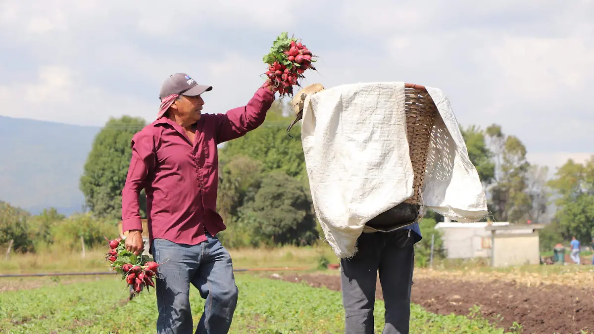 Rábanos campesinos  cultivo tierra 