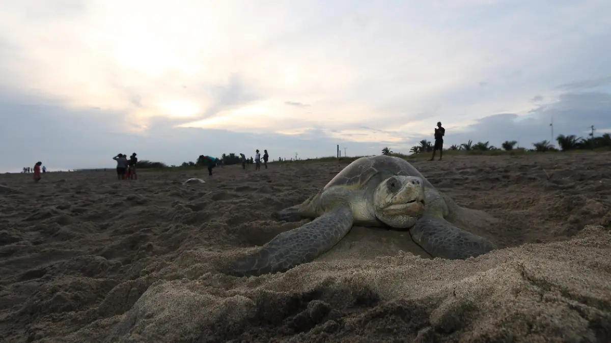 TORTUGA