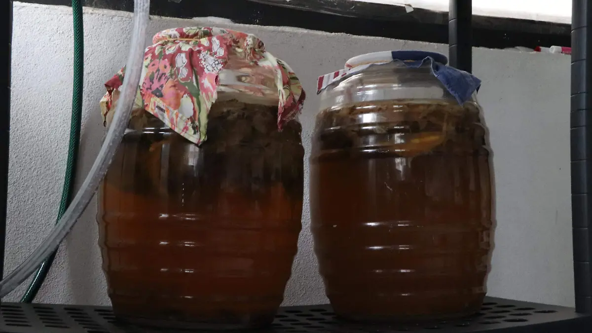 Medusa, kombucha