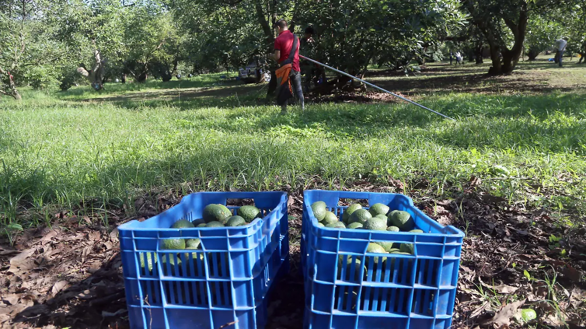 2110 AGUACATEROS_CUARTOSCURO 2