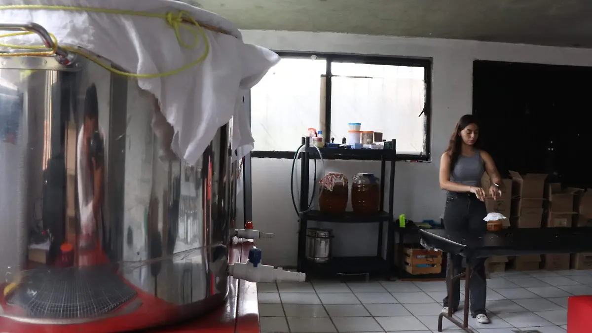 Medusa, kombucha