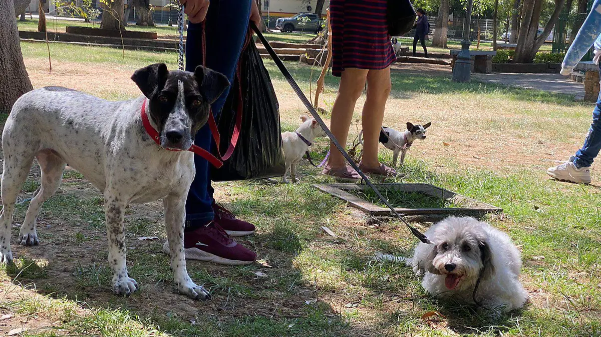 Varios perros de paseo