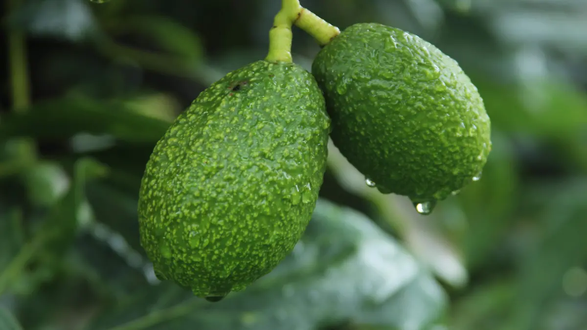 AGUACATE