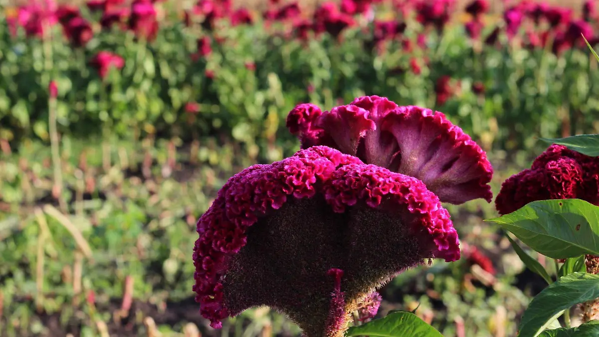 CULTIVO DE FLORES PARA DÍA DE MUERTOS