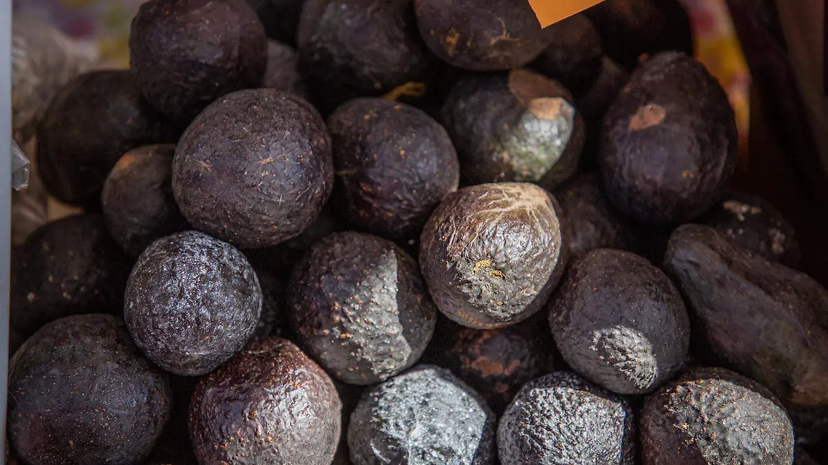 Variedades aguacate 2