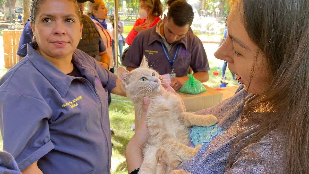 adopción perros y gatos