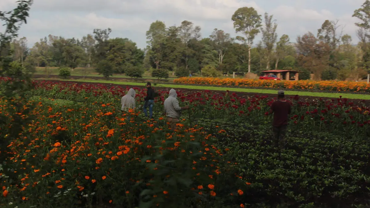 CULTIVO DE FLORES PARA DÍA DE MUERTOS
