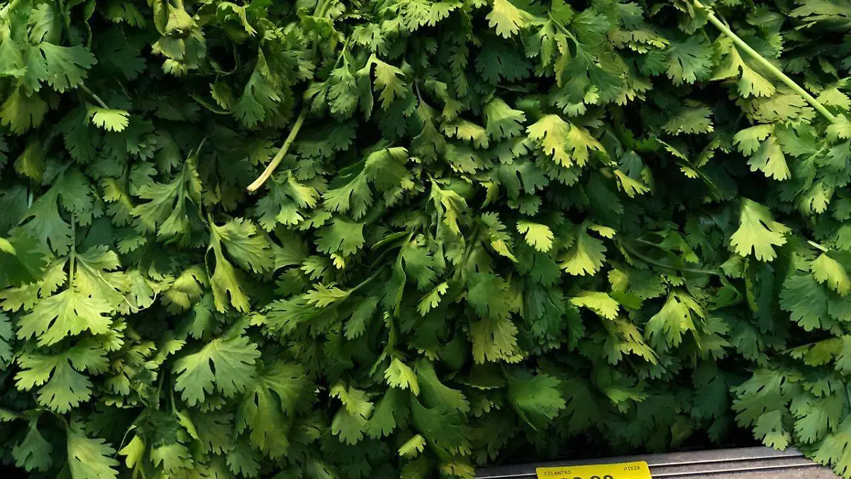 cilantro 2