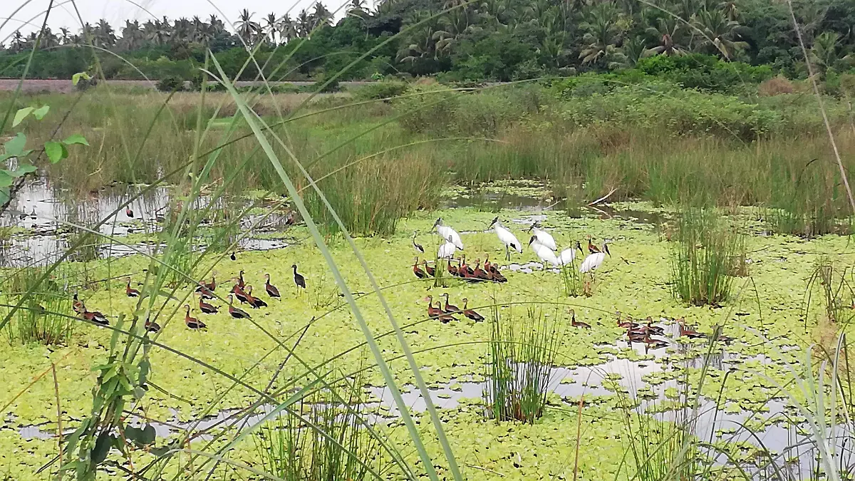 1401 ECOCIDIO (GASCA) (3)