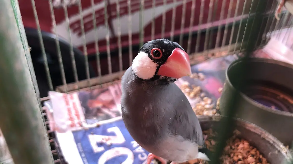 VENTA AVES
