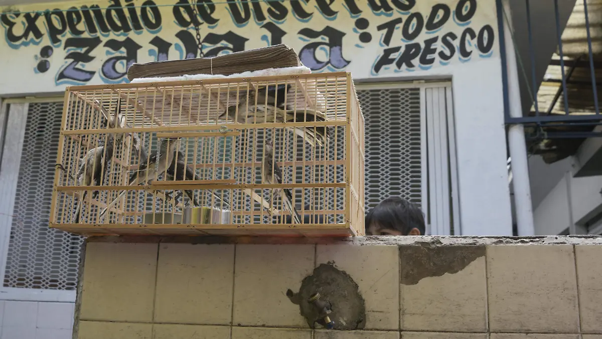 ANIMALES