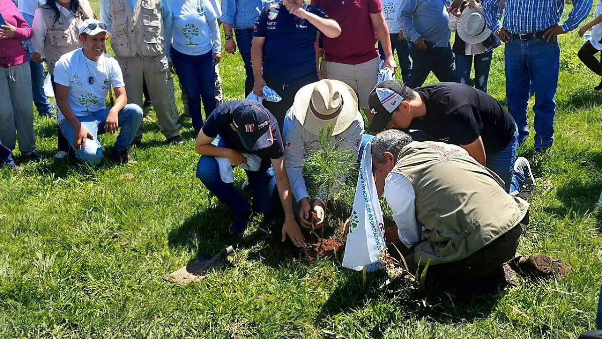Reforestación 