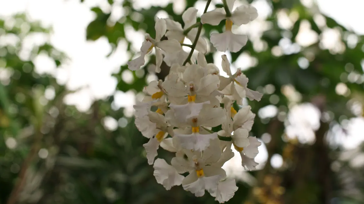 ANTES Y AHORA ORQUIDARIO