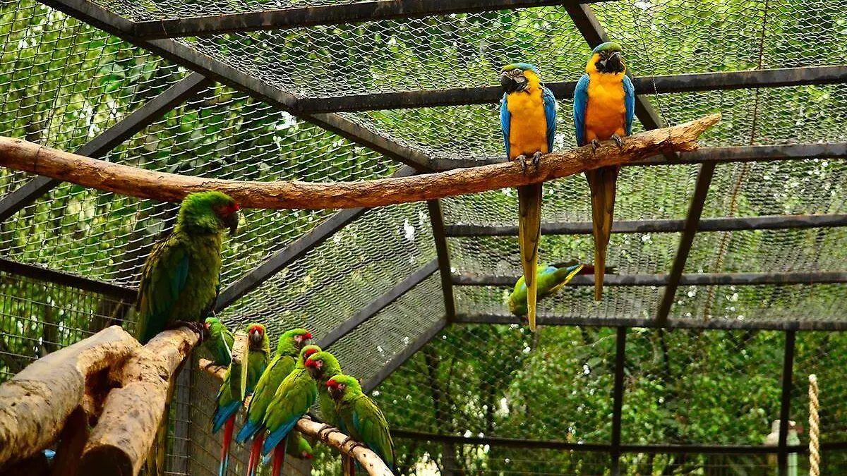 Guacamayas