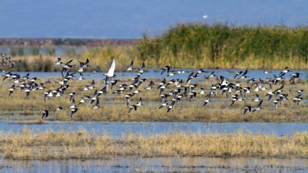Aves cuitzeo
