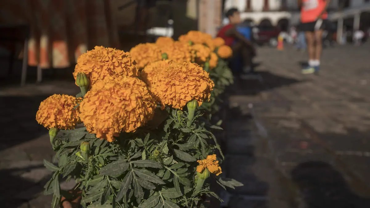 CANASTA FLORES_AJO 1