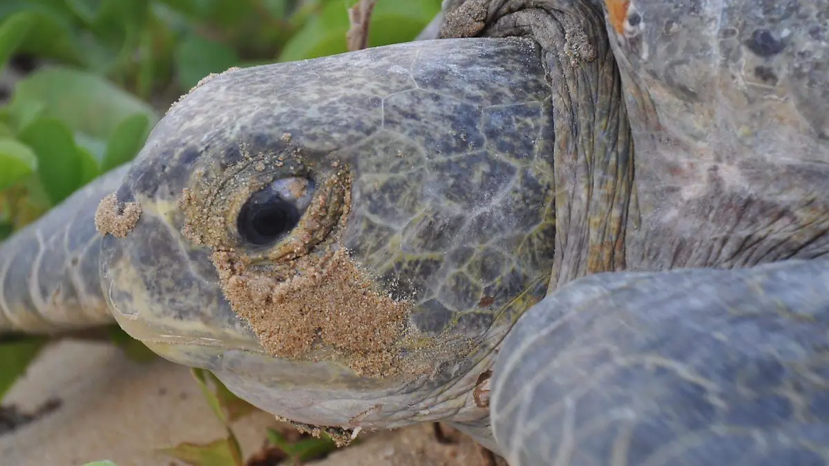 tortuga