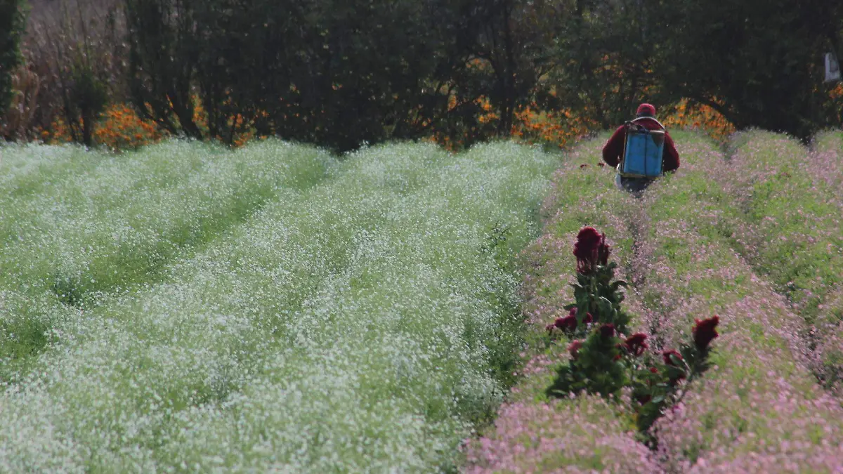 CULTIVO DE FLORES PARA DÍA DE MUERTOS