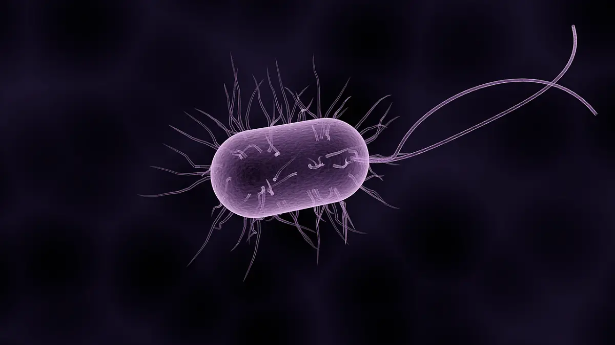 bacteria-gc7c4f2b32_1280