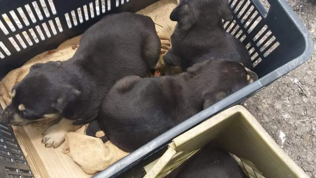 Adopción perros
