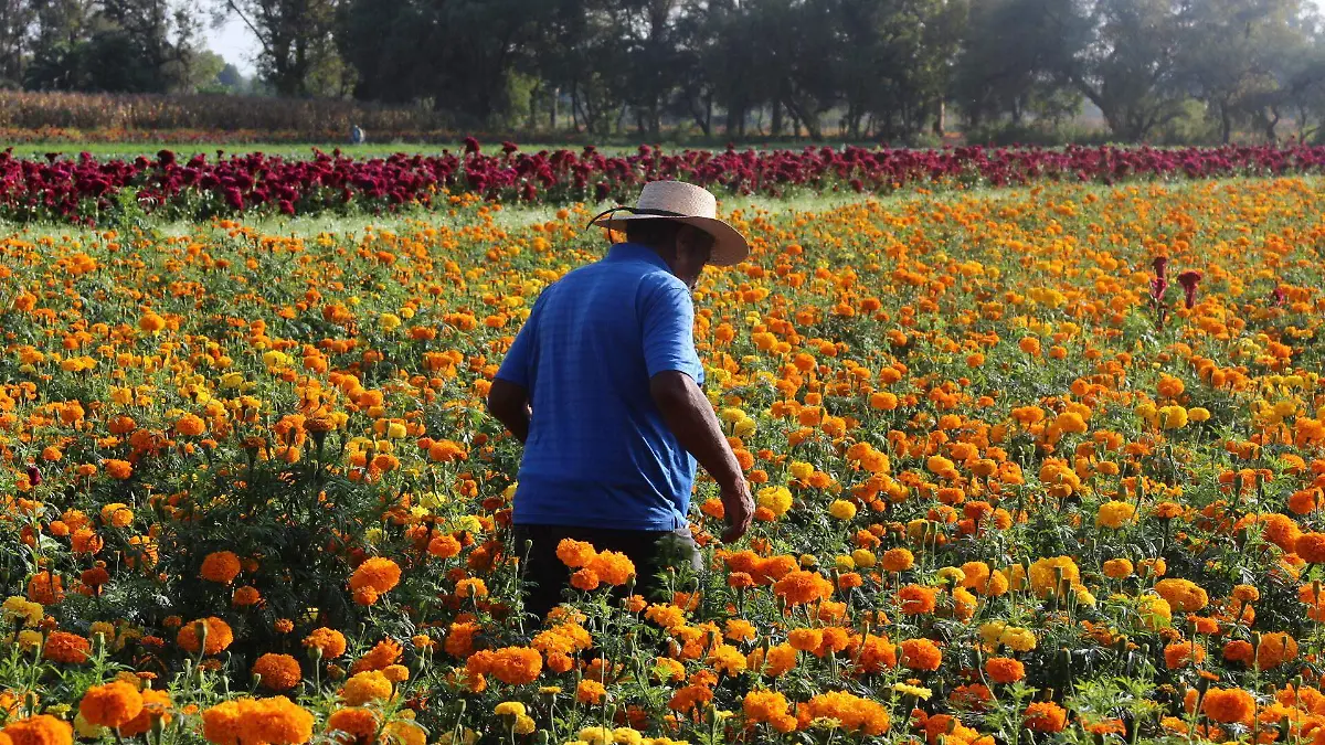 CULTIVO DE FLORES PARA DÍA DE MUERTOS