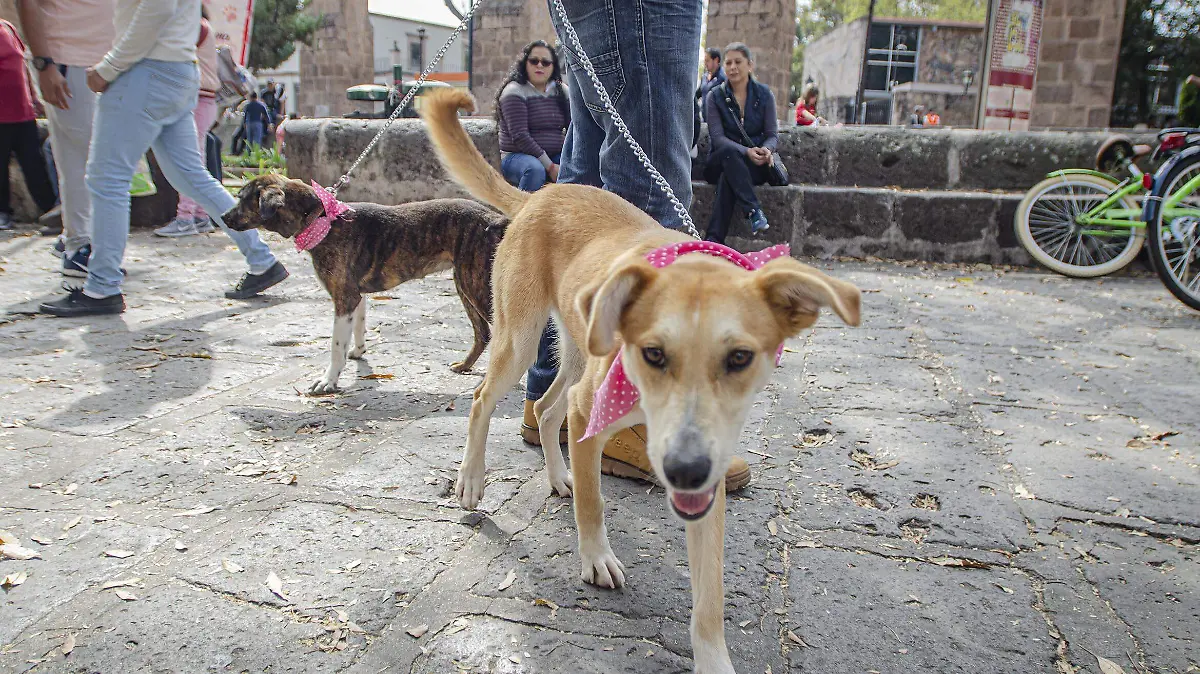 ANIMALES
