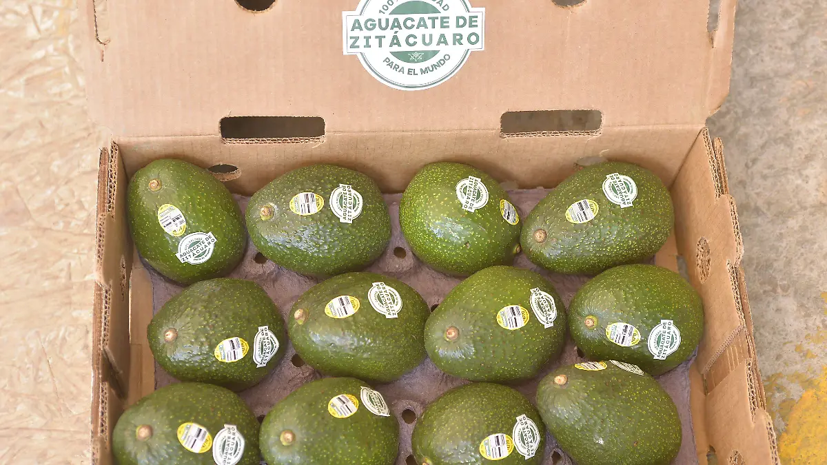 embarque aguacate (LMO) (22)