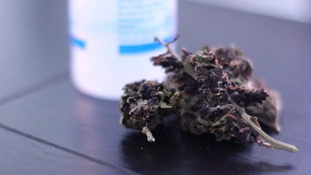 Canna Pro Bienestar 1