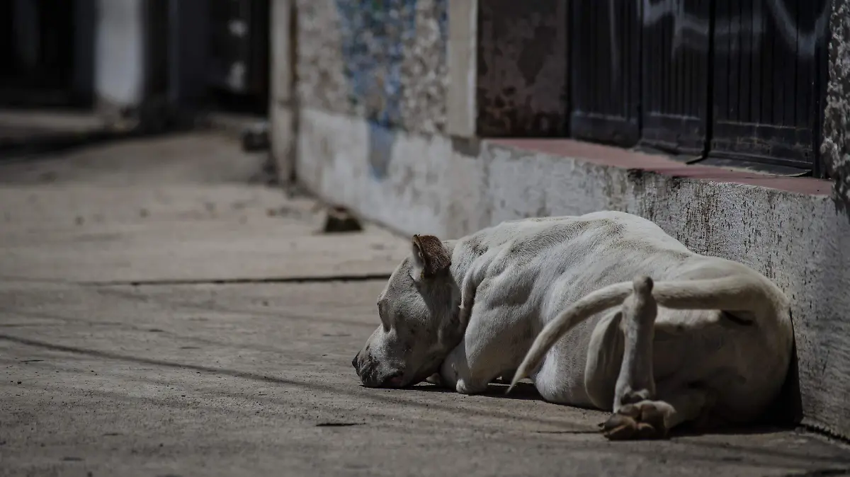 3001 PERROS_CHR (2)