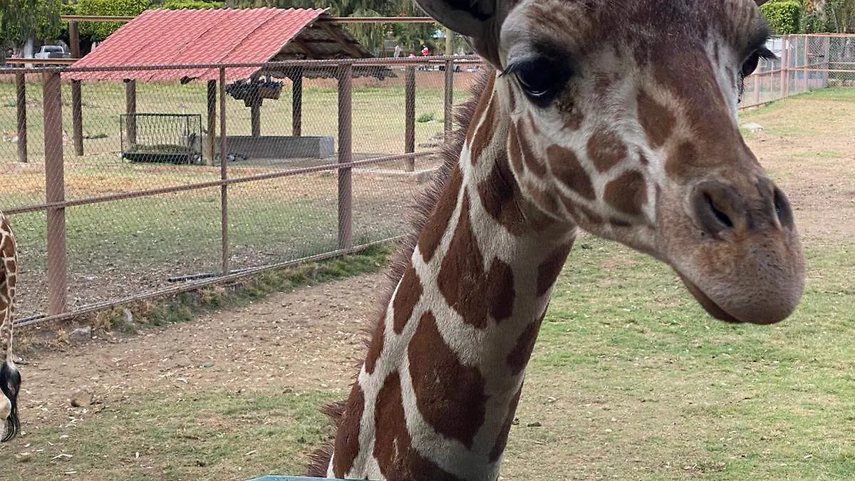 Jirafas Zoológico de Morelia