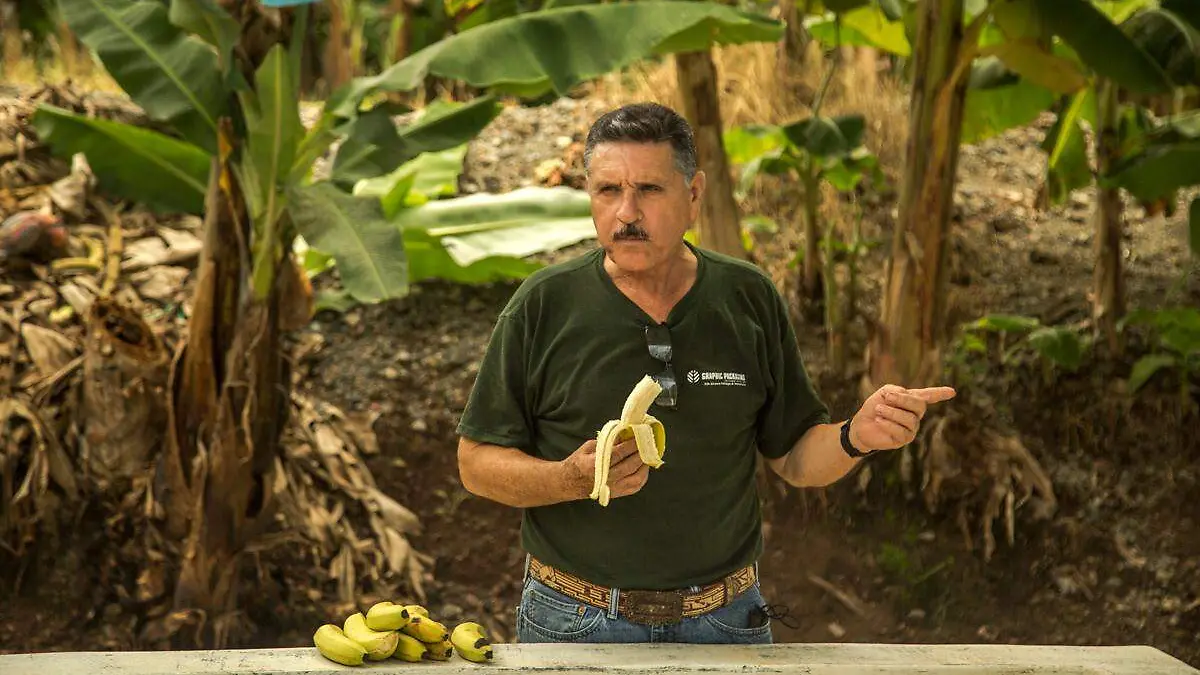 Plátano