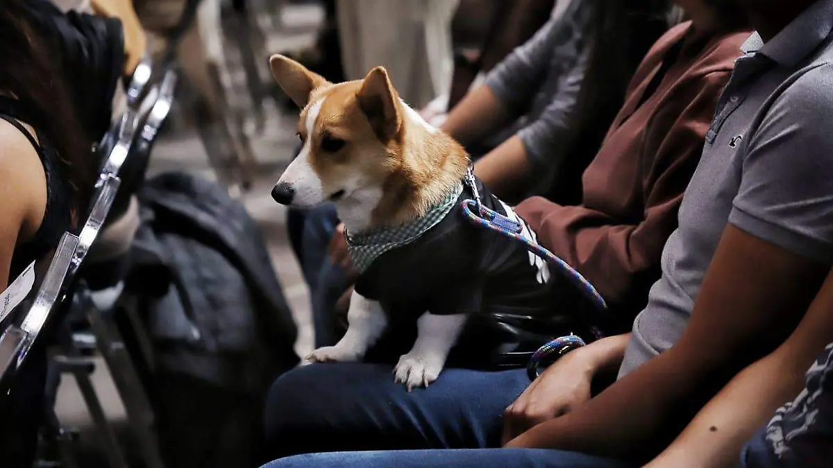 Varios perros de paseo