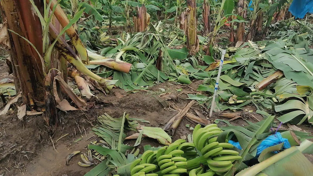 PLATANO_CORTESIA GUILLERMO CHAVEZ (2)